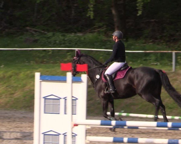 Reitturnier Lgl.-Oberhain, B95 2024
