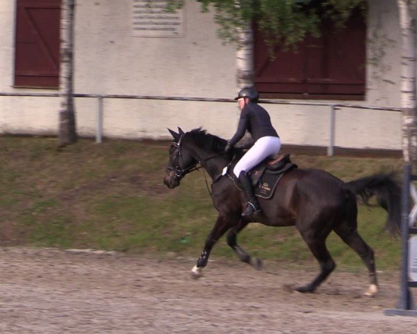 Reitturnier Lgl.-Oberhain, B95 2024