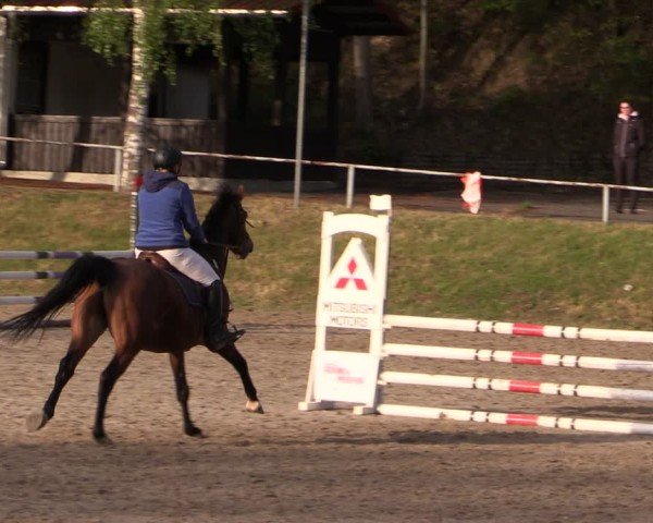 Reitturnier Lgl.-Oberhain, B95 2024
