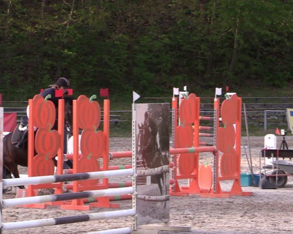Reitturnier Lgl.-Oberhain, B95 2024