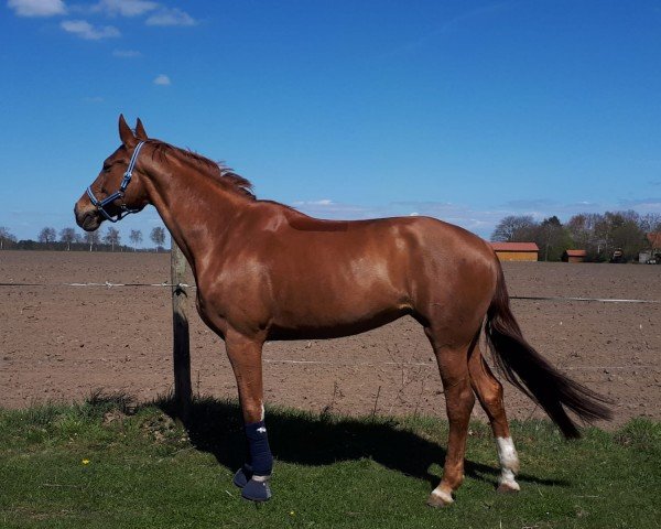 dressage horse Willow 270 (Hanoverian, 2006, from Wembley)