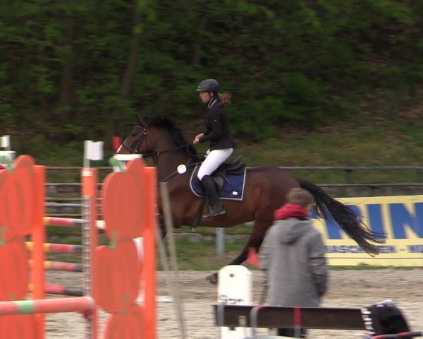 Reitturnier Lgl.-Oberhain, B95 2024