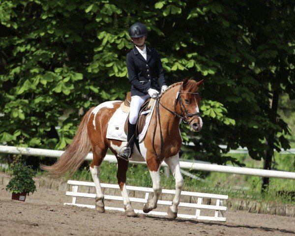 Pferd Leo (unbekannt, 2004)