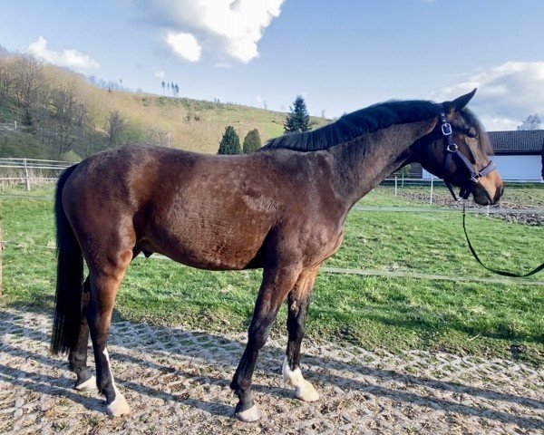 horse Forever in our mind (Westphalian, 2021, from Fusionist)
