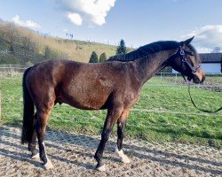 horse Forever in our mind (Westphalian, 2021, from Fusionist)
