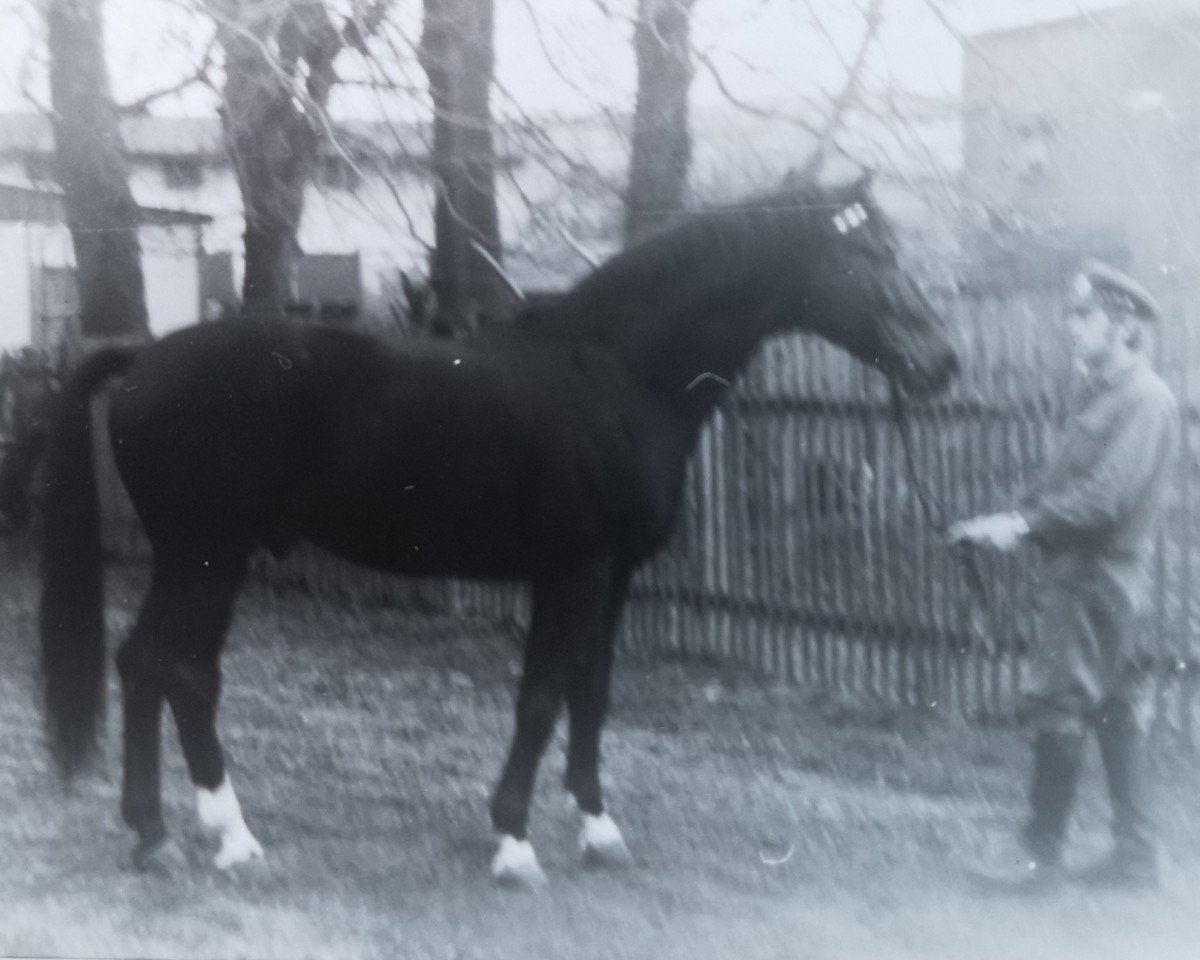 stallion Junior 2564 (Saxony-Anhaltiner, 1968, from Julier 804)