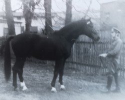 stallion Junior 2564 (Saxony-Anhaltiner, 1968, from Julier 804)
