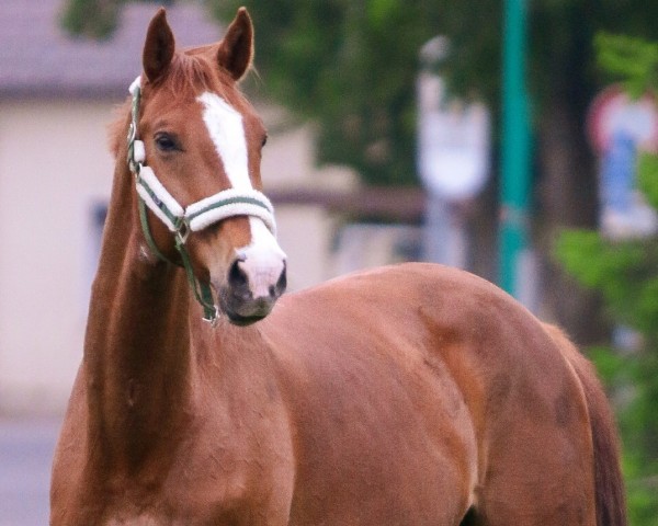 jumper Caio 6 (Oldenburg, 2011, from Conthargos)