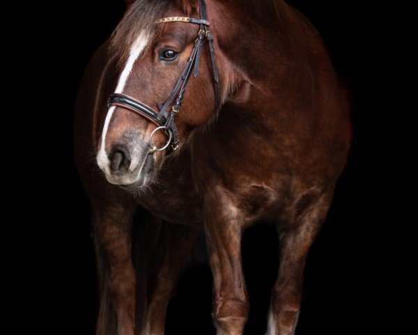jumper Samira K3 (Tinker / Irish Cob / Gypsy Vanner, 2012, from Heaven F)