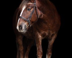 jumper Samira K3 (Tinker / Irish Cob / Gypsy Vanner, 2012, from Heaven F)