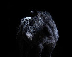 jumper Caruso (Appaloosa, 2012)