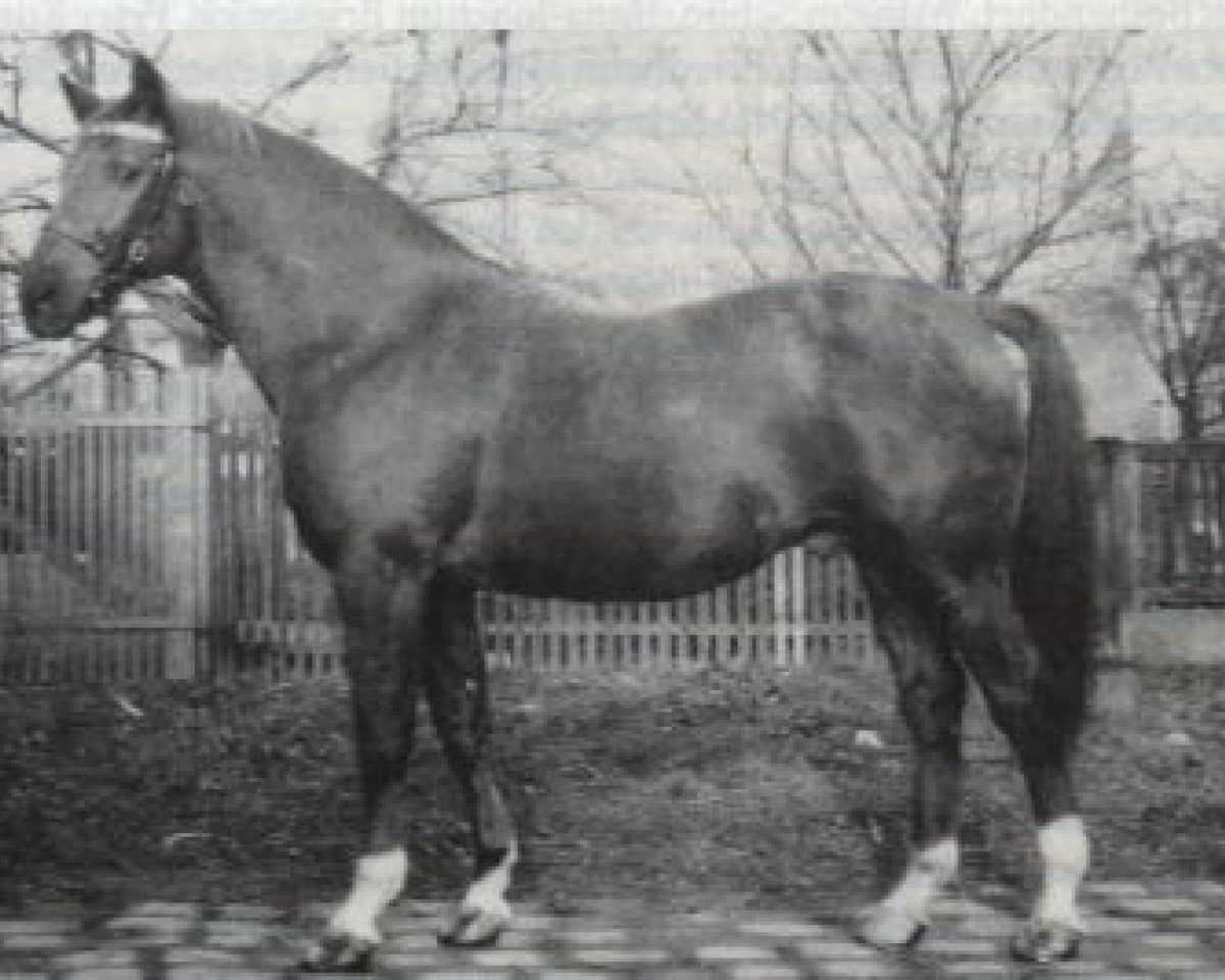 stallion Ralf Mo 1087 (Trakehner, 1953, from Markwart 916)