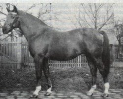 stallion Ralf Mo 1087 (Trakehner, 1953, from Markwart 916)