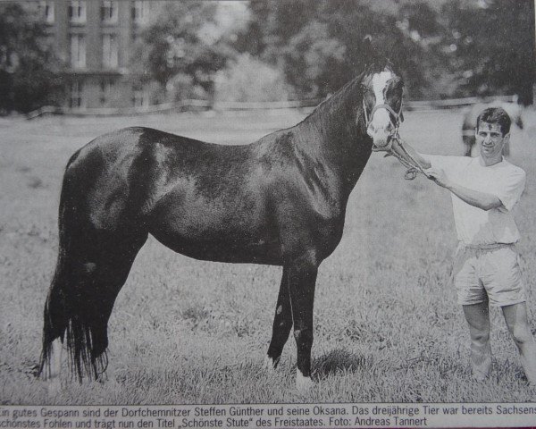 broodmare Oksana (Sachse, 1996, from Ratero) broodmare Oksana (Sachse, 1996, from Ratero)