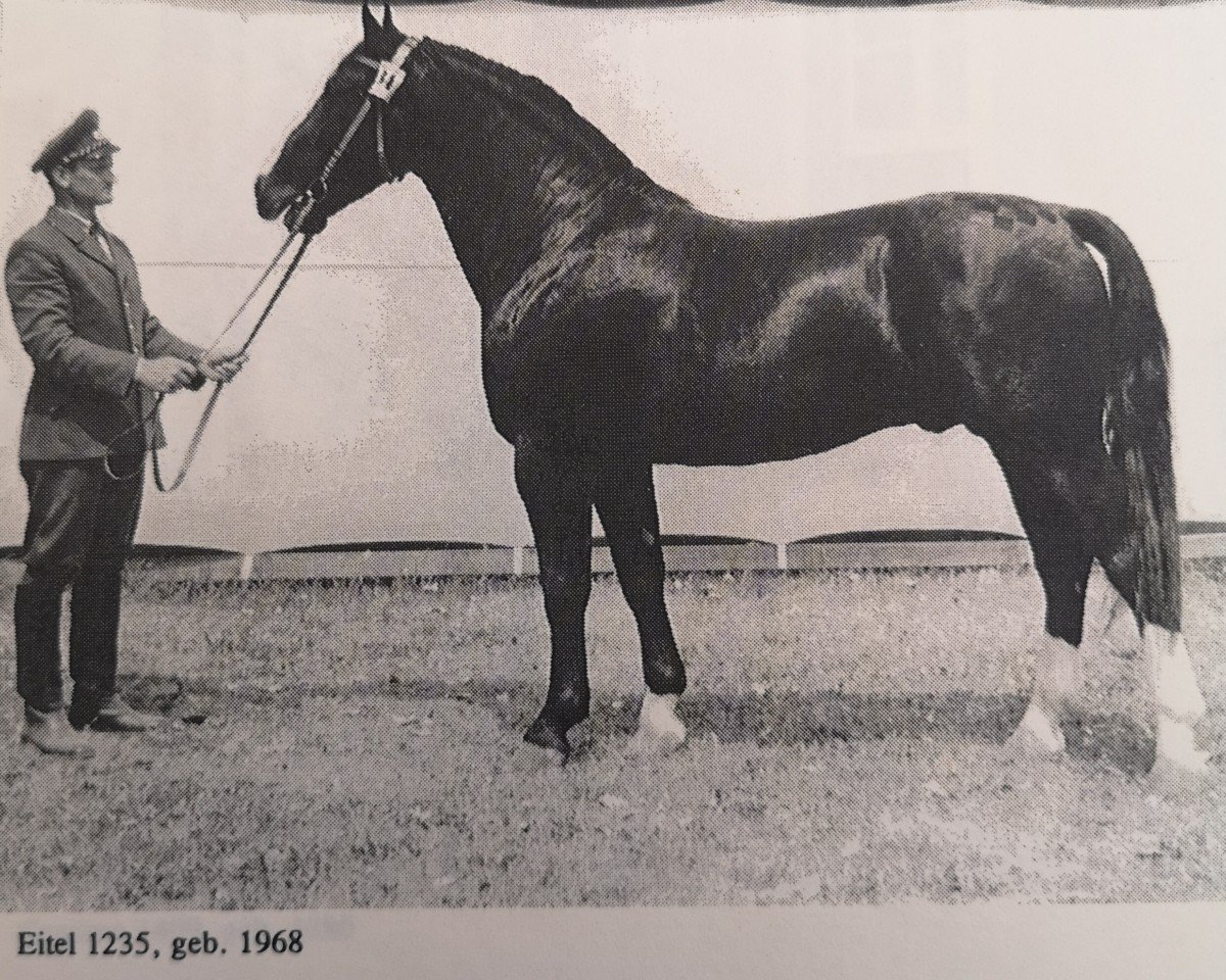 Deckhengst Eitel Mo 1235 (Schweres Warmblut, 1964, von Edelfalk Mo 1160)