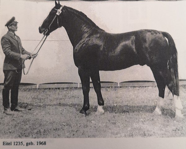 stallion Eitel Mo 1235 (Heavy Warmblood, 1964, from Edelfalk Mo 1160)
