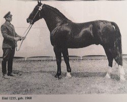 stallion Eitel Mo 1235 (Heavy Warmblood, 1964, from Edelfalk Mo 1160)