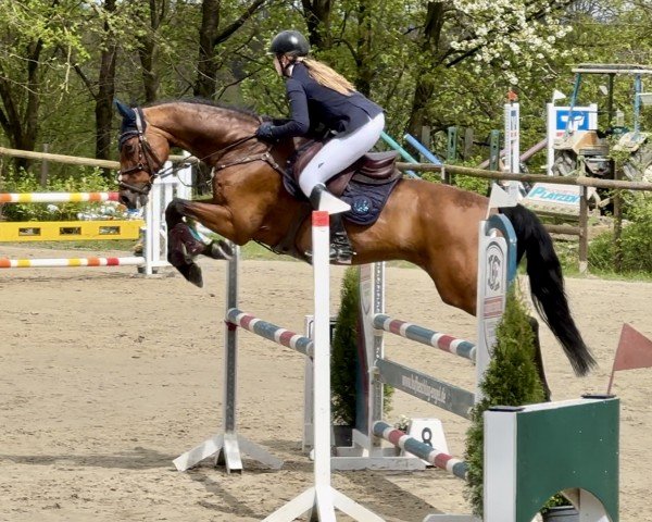 jumper Carinjo 25 (German Sport Horse, 2007, from Canterbury)