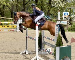 jumper Carinjo 25 (German Sport Horse, 2007, from Canterbury)