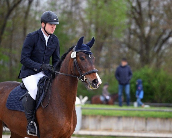 Springpferd Cinderela 4 (Westfale, 2013, von Captain Jack 44)