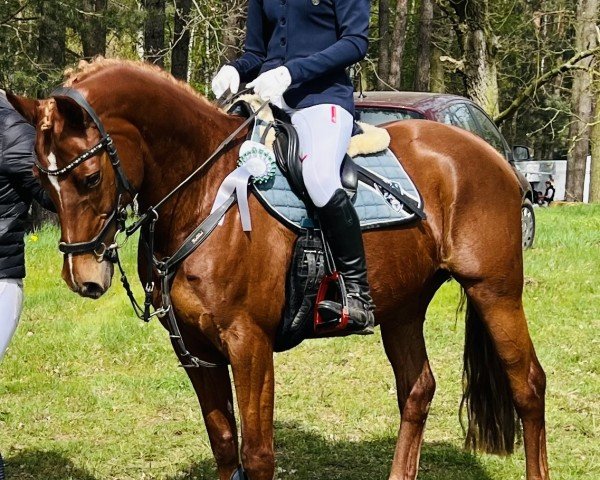 Zuchtstute Lajoulie 3 (Deutsches Reitpony, 2014, von Dance Star AT NRW)