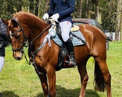 Zuchtstute Lajoulie 3 (Deutsches Reitpony, 2014, von Dance Star AT NRW)