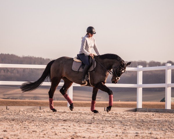 jumper Castina 7 (Hanoverian, 2013, from Castino 4)