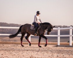 jumper Castina 7 (Hanoverian, 2013, from Castino 4)