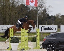 jumper Fabiana 37 (Holsteiner, 2013, from Nekton)