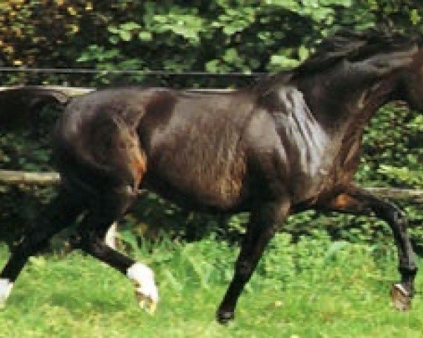 stallion Noble Atout (FR) (French Trotter, 1979, from Ura (FR))