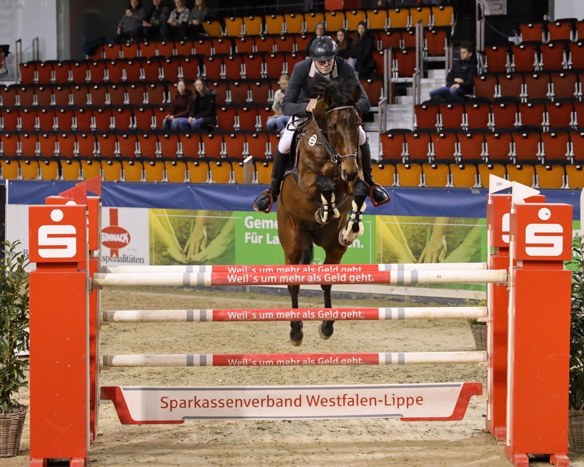 Springpferd Coelestin Frodewin (Westfale, 2013, von Cup Cooper)