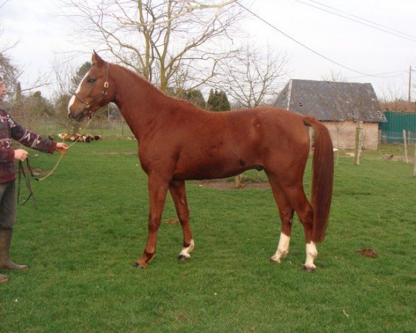 Deckhengst Taquin de Ferval (Selle Français, 2007, von For Pleasure)