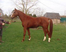 stallion Taquin de Ferval (Selle Français, 2007, from For Pleasure)