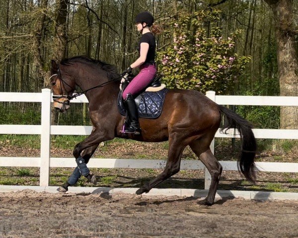 horse Bonfire Heart MG (Oldenburg, 2021, from Bernay)
