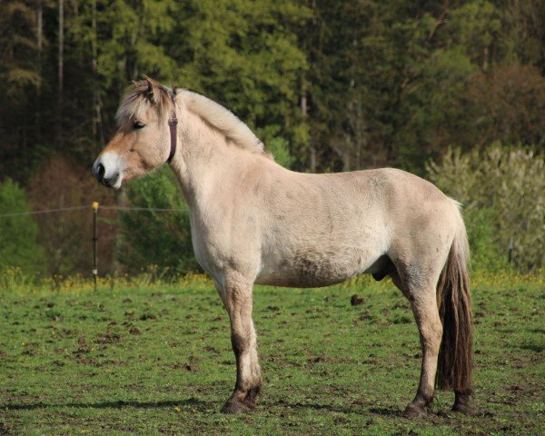 horse Gustav SCE (Fjord Horse, 2019, from Golf Gudenå)
