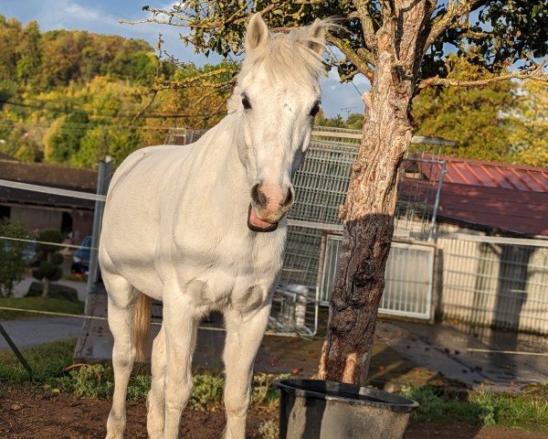 Springpferd D' Artagnan 12 (Welsh Pony (Sek.B), 2009, von Moorkieker Dauphin) Springpferd D' Artagnan 12 (Welsh Pony (Sek.B), 2009, von Moorkieker Dauphin)