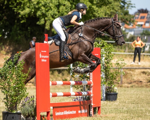 jumper Scarlett 753 (German Warmblood, 2008, from Unbekannt)