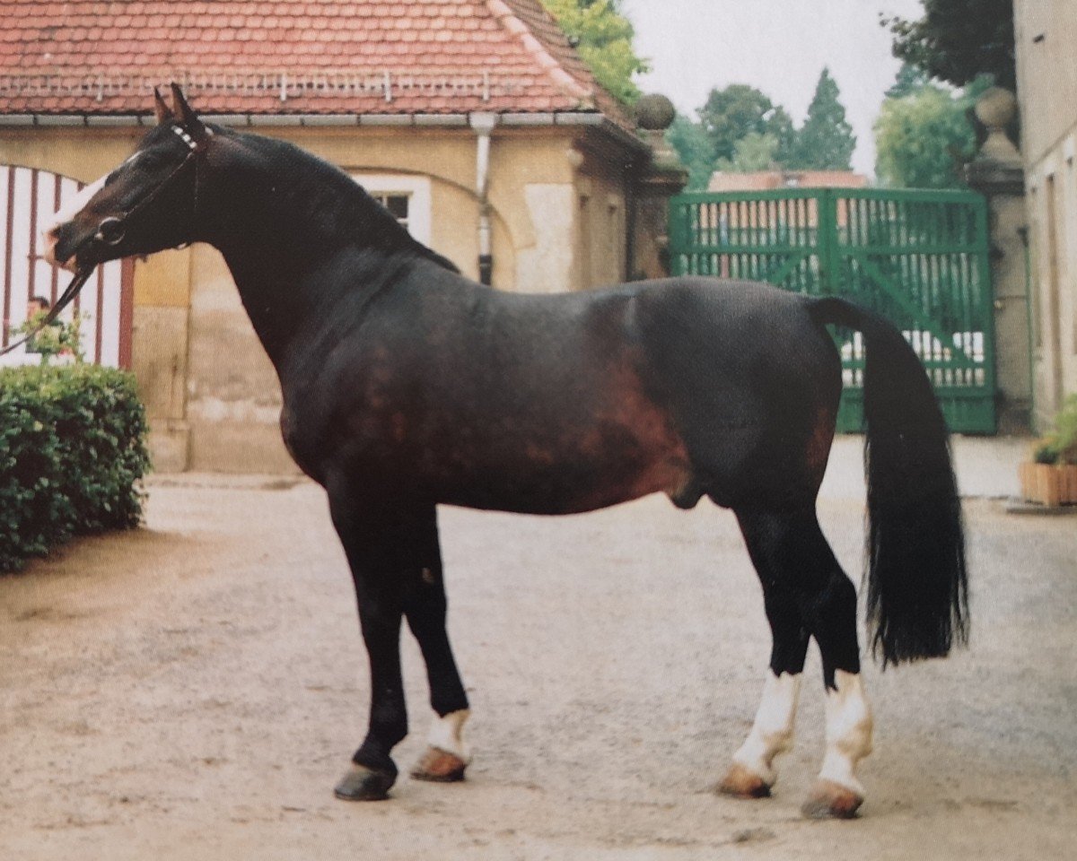 stallion Eichfalk II 1444 (Heavy Warmblood, 1982, from Edelfalk Mo 1160)
