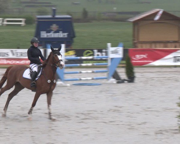 Reitturnier Westergellersen 2024