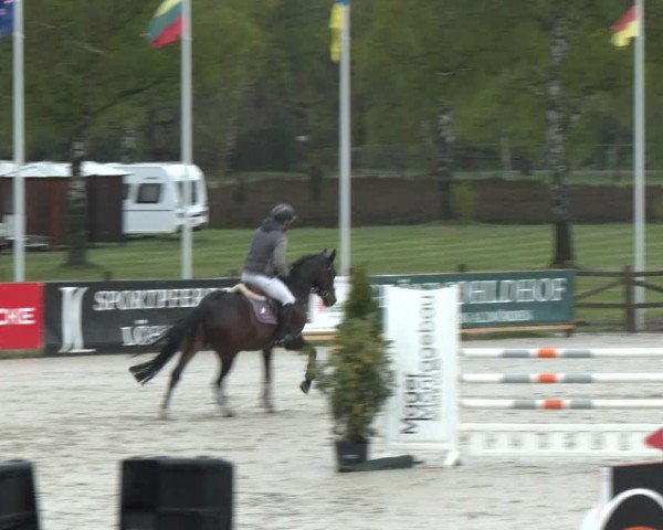 Reitturnier Westergellersen 2024
