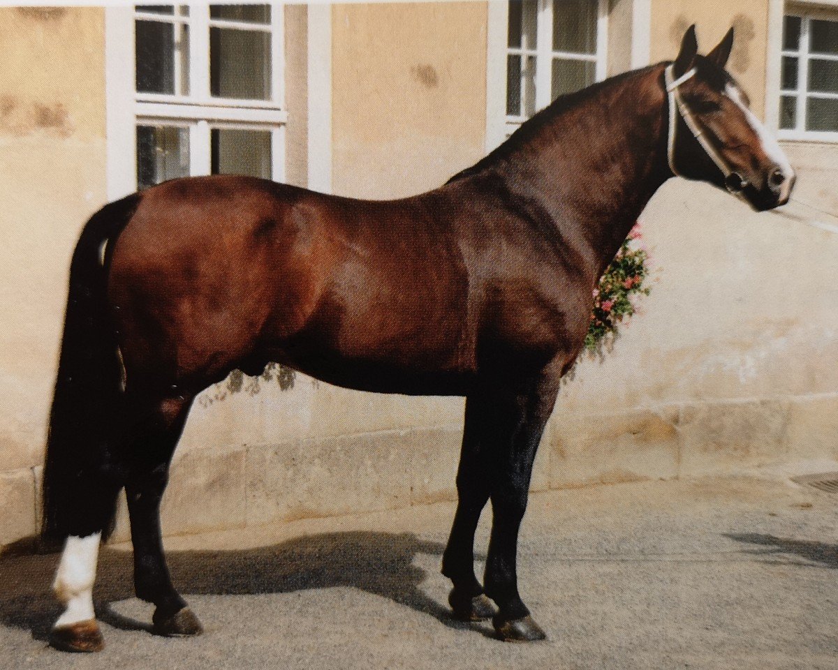 stallion Colombo (Heavy Warmblood, 1988, from Canton Mo 1297)