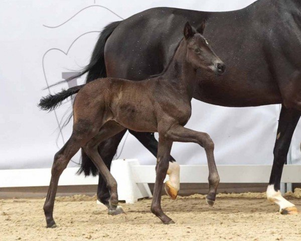 horse Glitzerbiene (Westphalian, 2024, from Glamourdale)