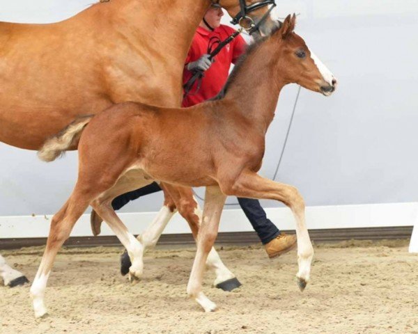 horse Global Champ (Westphalian, 2024, from Global Player OLD)