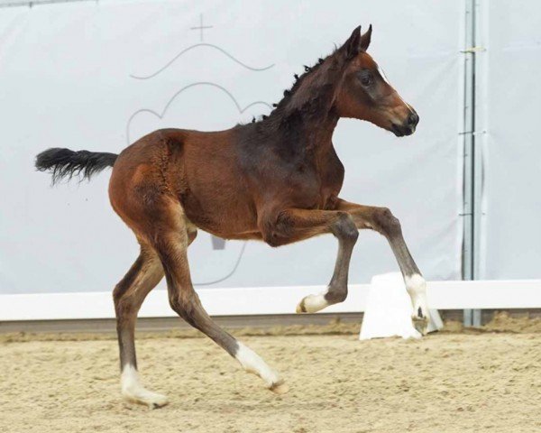 horse Fair Lady (Westphalian, 2024, from Follow Up) horse Fair Lady (Westphalian, 2024, from Follow Up)