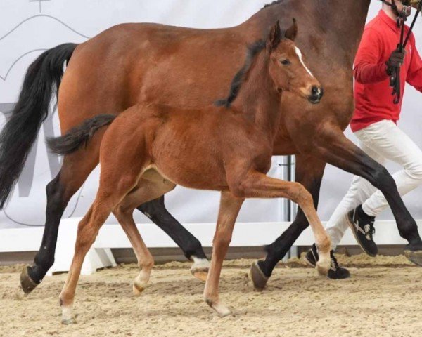 horse First Lady (Westphalian, 2024, from Fortunio)
