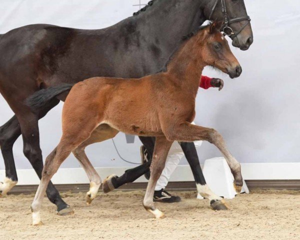 horse Emilia (Westphalian, 2024, from Escaneno)