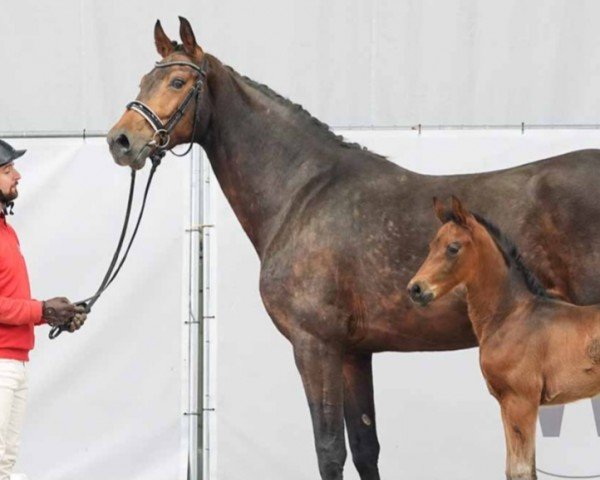 broodmare Barcelona (Westphalian, 2016, from Borsalino)
