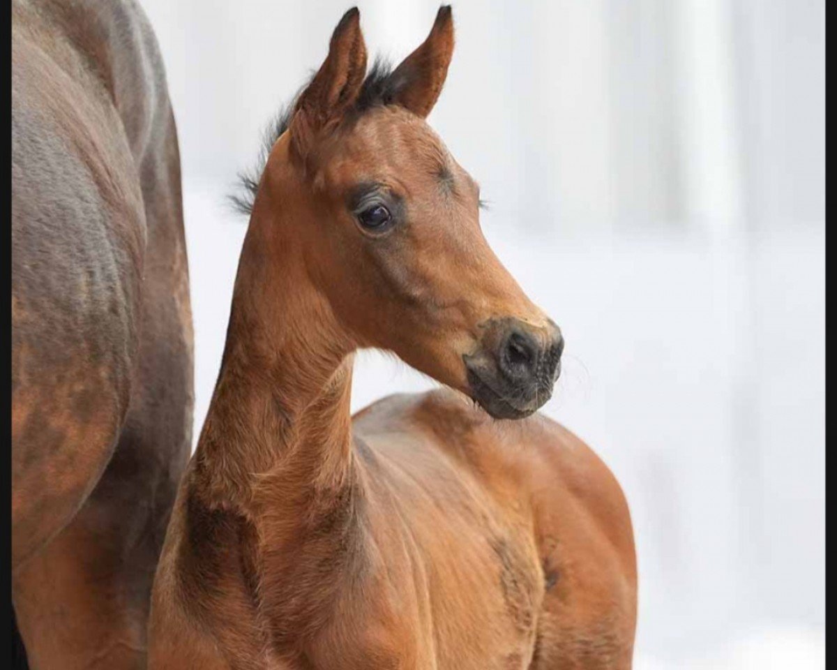horse Baldwin (Westphalian, 2024, from Bon Esprit)