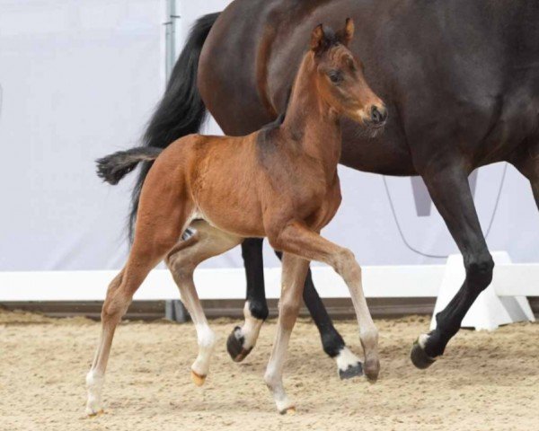 horse Fairmont (Westphalian, 2024, from Fanegro)