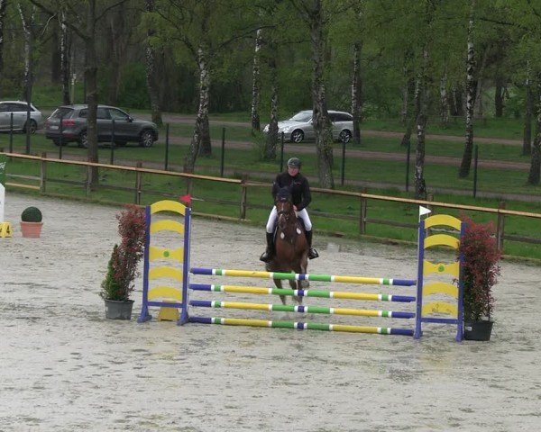 Reitturnier Westergellersen 2024